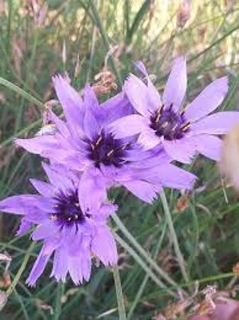 Catananche caerulea geen maat specificatie 0,55L/P9cm - afbeelding 1