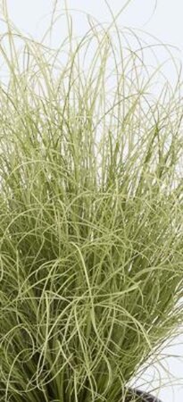 Carex comans 'Amazon Mist' geen maat specificatie 0,55L/P9cm - afbeelding 2