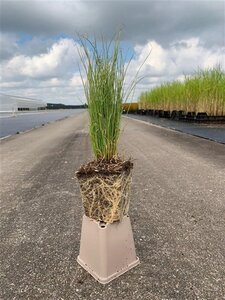 Carex comans 'Amazon Mist' geen maat specificatie 0,55L/P9cm - afbeelding 2