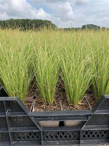 Carex comans 'Amazon Mist' geen maat specificatie 0,55L/P9cm