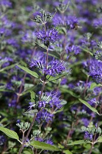 Caryopteris cland. 'Heavenly Blue' geen maat specificatie 0,55L/P9cm