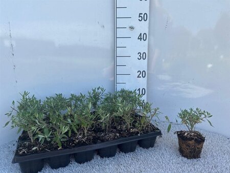 Caryopteris cland. 'Heavenly Blue' geen maat specificatie 0,55L/P9cm - afbeelding 1