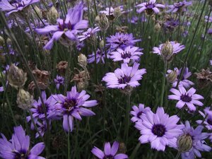 Catananche caerulea 'Major' geen maat specificatie 0,55L/P9cm - afbeelding 1
