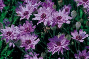 Catananche caerulea 'Major' geen maat specificatie 0,55L/P9cm