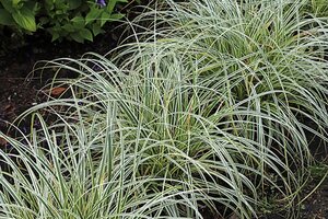 Carex 'Feather Falls' geen maat specificatie 0,55L/P9cm