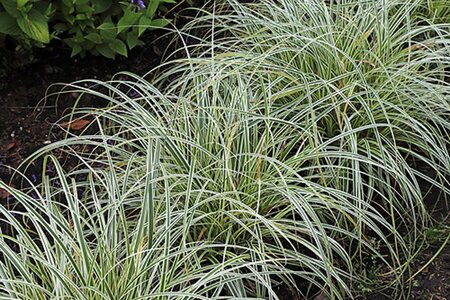 Carex 'Feather Falls' geen maat specificatie 0,55L/P9cm