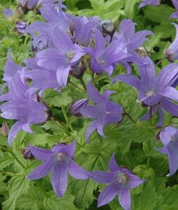 Campanula lact. 'Prichard's Var.' geen maat specificatie 0,55L/P9cm