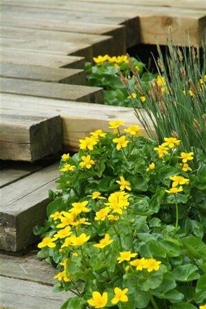 Caltha palustris geen maat specificatie 0,55L/P9cm - afbeelding 1