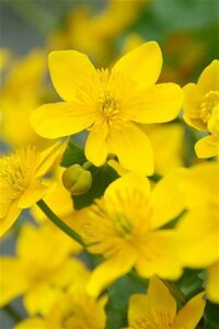 Caltha palustris geen maat specificatie 0,55L/P9cm - afbeelding 2