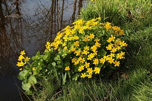 Caltha palustris geen maat specificatie 0,55L/P9cm - afbeelding 3