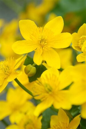Caltha palustris geen maat specificatie 0,55L/P9cm - afbeelding 5