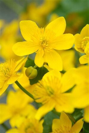 Caltha palustris geen maat specificatie 0,55L/P9cm - image 2