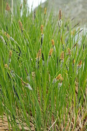 Carex nigra geen maat specificatie 0,55L/P9cm