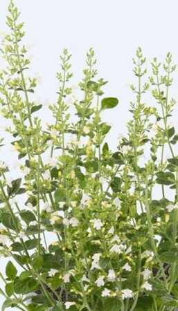 Calamintha n. 'Marvelette White' geen maat specificatie 0,55L/P9cm - afbeelding 2