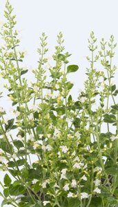 Calamintha n. 'Marvelette White' geen maat specificatie 0,55L/P9cm - afbeelding 2