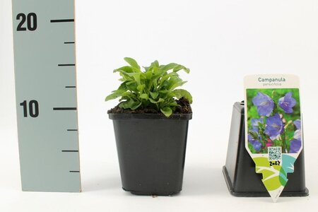 Campanula pers. 'Coerulea' geen maat specificatie 0,55L/P9cm - afbeelding 3