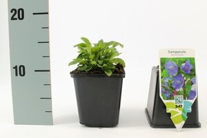 Campanula pers. 'Coerulea' geen maat specificatie 0,55L/P9cm - afbeelding 3