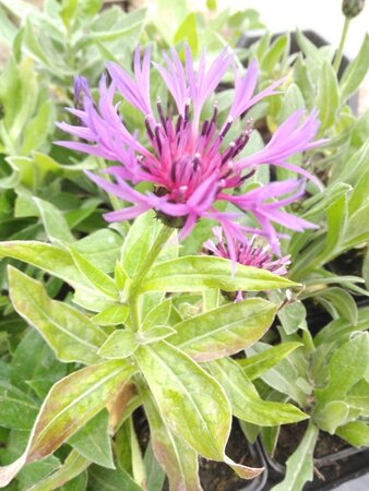 Campanula pers. 'Coerulea' geen maat specificatie 0,55L/P9cm - afbeelding 1