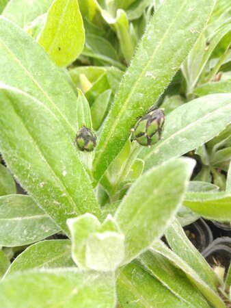 Campanula pers. 'Coerulea' geen maat specificatie 0,55L/P9cm - afbeelding 2