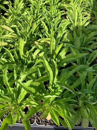 Campanula pers. 'Coerulea' geen maat specificatie 0,55L/P9cm - afbeelding 3