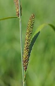 Carex acutiformis geen maat specificatie 0,55L/P9cm - afbeelding 4