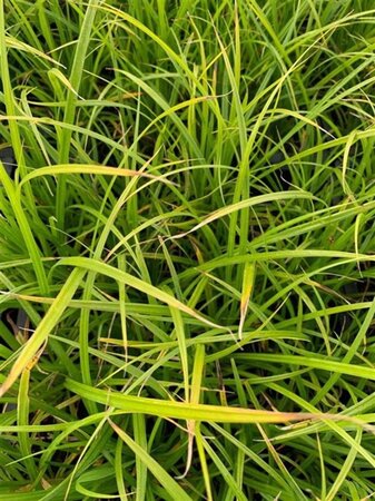 Carex acutiformis geen maat specificatie 0,55L/P9cm - image 3