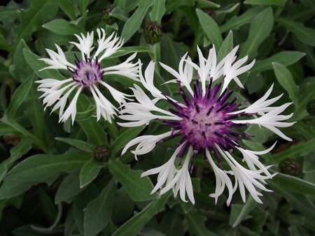 Centaurea montana 'Ameth. in Snow' geen maat specificatie 0,55L/P9cm - afbeelding 1