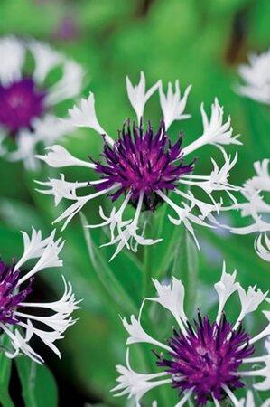 Centaurea montana 'Ameth. in Snow' geen maat specificatie 0,55L/P9cm - afbeelding 2