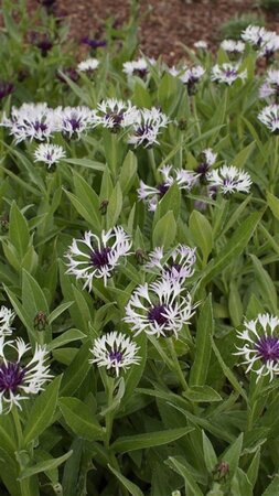 Centaurea montana 'Ameth. in Snow' geen maat specificatie 0,55L/P9cm - afbeelding 3