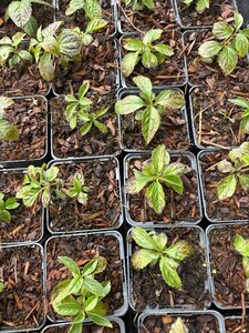 Chloranthus japonicus geen maat specificatie 0,55L/P9cm