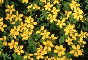 Chrysogonum virginianum geen maat specificatie 0,55L/P9cm