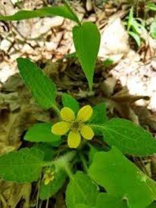 Chrysogonum v. 'Pierre' geen maat specificatie 0,55L/P9cm