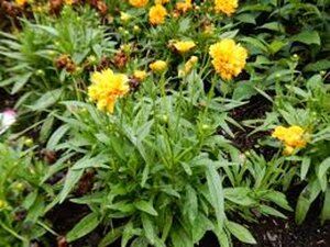 Coreopsis gr. Solanna Golden Sphere geen maat specificatie 0,55L/P9cm - afbeelding 2