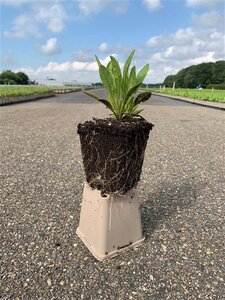 Coreopsis gr. 'Sunfire' geen maat specificatie 0,55L/P9cm