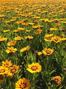 Coreopsis gr. 'Sunfire' geen maat specificatie 0,55L/P9cm - afbeelding 2