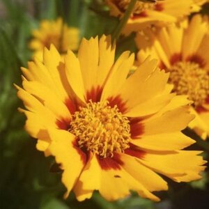 Coreopsis gr. 'Sunfire' geen maat specificatie 0,55L/P9cm - afbeelding 4