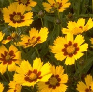 Coreopsis lanceolata 'Baby Gold' geen maat specificatie 0,55L/P9cm