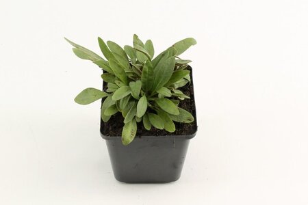 Coreopsis lanceolata 'Baby Gold' geen maat specificatie 0,55L/P9cm - afbeelding 2