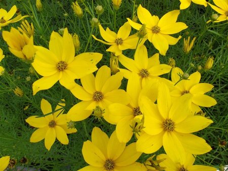 Coreopsis verticillata geen maat specificatie 0,55L/P9cm - afbeelding 2
