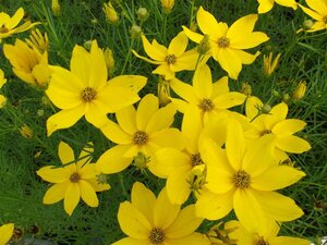 Coreopsis verticillata geen maat specificatie 0,55L/P9cm - afbeelding 2