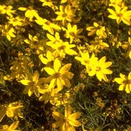 Coreopsis verticillata geen maat specificatie 0,55L/P9cm - afbeelding 3