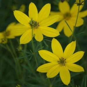 Coreopsis verticillata geen maat specificatie 0,55L/P9cm