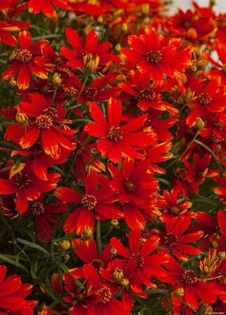Coreopsis vert. 'Ladybird' geen maat specificatie 0,55L/P9cm