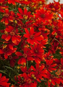 Coreopsis vert. 'Ladybird' geen maat specificatie 0,55L/P9cm