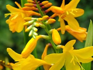 Crocosmia 'Buttercups' geen maat specificatie 0,55L/P9cm