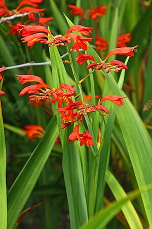 Crocosmia 'Emberglow' geen maat specificatie 0,55L/P9cm