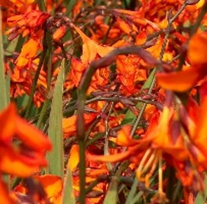 Crocosmia 'Emily McKenzie' geen maat specificatie 0,55L/P9cm