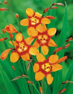 Crocosmia 'Emily McKenzie' geen maat specificatie 0,55L/P9cm - image 2
