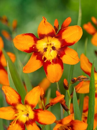 Crocosmia 'Emily McKenzie' geen maat specificatie 0,55L/P9cm - image 3
