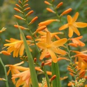 Crocosmia 'George Davidson' geen maat specificatie 0,55L/P9cm - image 2